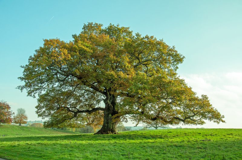 A large, sprawling tree with a broad canopy stands in a green field under a clear blue sky.