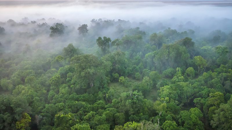 African Forest