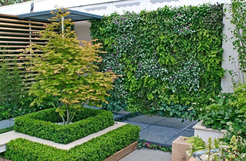Modern courtyard garden with a small Japanese maple framed by tiered box hedges, a lush vertical green wall, and a metal grate walkway.