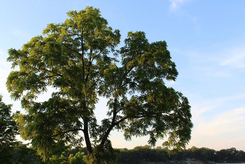 American Black Walnut
