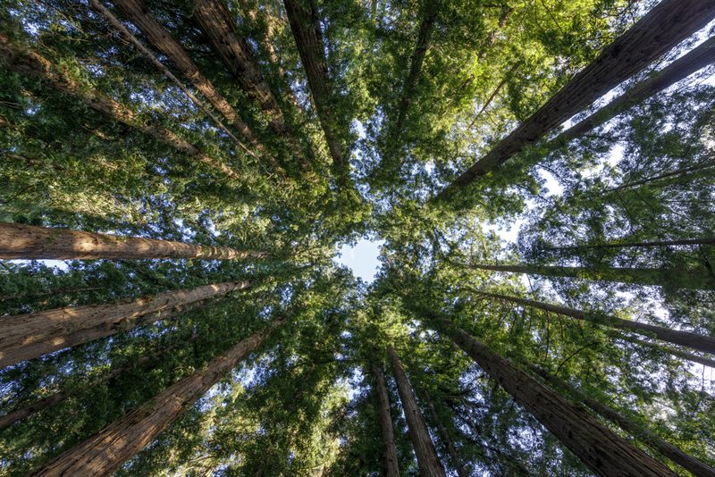 Coast redwoods