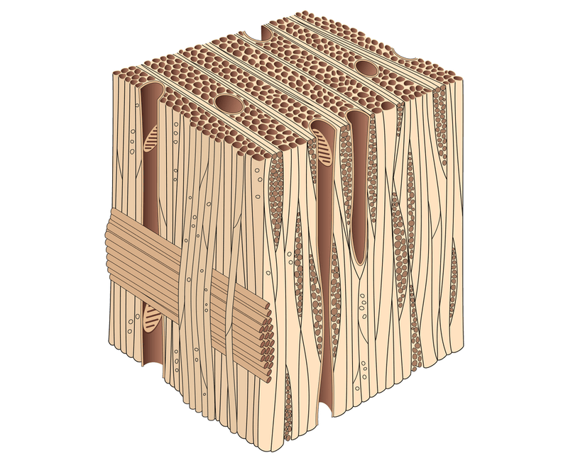 Hardwood cell structure