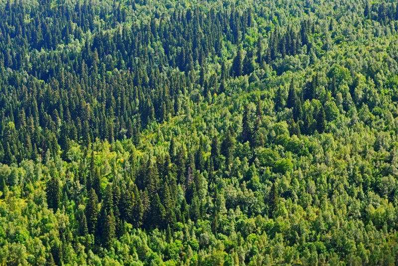 Hardwood vs Softwood 5