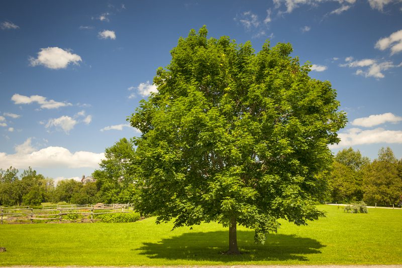 A large, lush green tree stands in a sunlit grassy field under a bright blue sky with scattered clouds; a wooden fence and distant trees are in view.