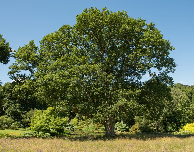 A large, leafy tree with a broad canopy stands in a sunlit meadow, surrounded by shrubs and distant trees under a clear blue sky.
