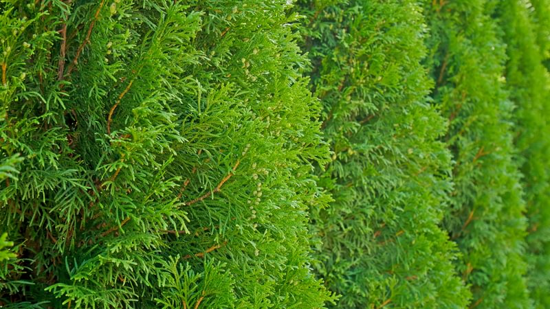 Western Red Cedar tree 2