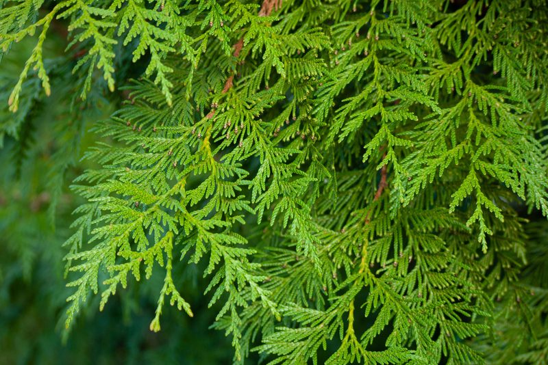 Close-up of bright green evergreen branches with dense, feathery, scale-like leaves.