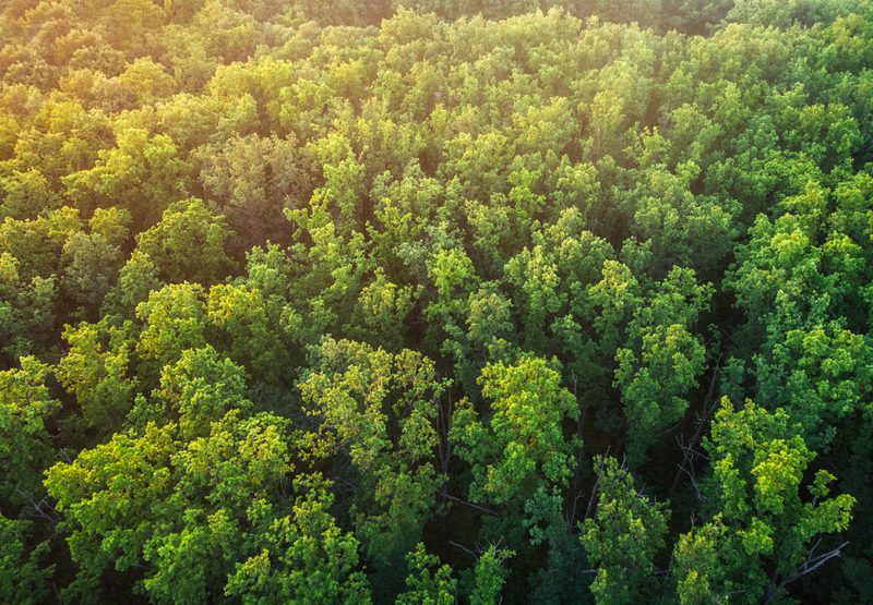 Aerial view of a dense green forest with sunlight filtering from the upper left, vibrant treetops spanning the landscape.