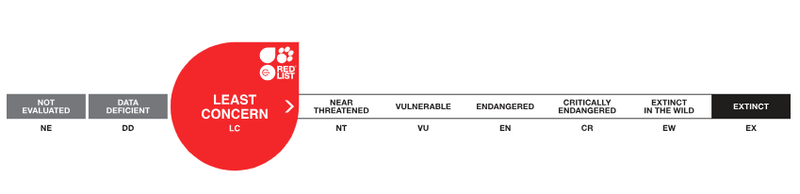 IUCN Red List threat scale: a gray horizontal bar from Not Evaluated to Extinct, with a large red circle labeled “Least Concern” (LC) overlapping the left side.
