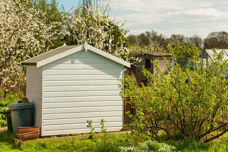 Small white shed in a sunny garden, with blooming trees behind and green shrubs in the foreground; a trash can and pots sit nearby.