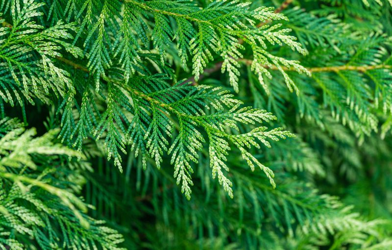 Close-up of vibrant green conifer branches with feathery, scale-like leaves and dense foliage.