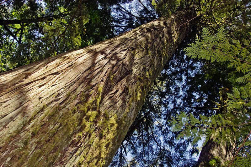 Low-angle view of a tall tree trunk with rough bark and moss, reaching into a green canopy; fern fronds frame the scene with glimpses of blue sky.