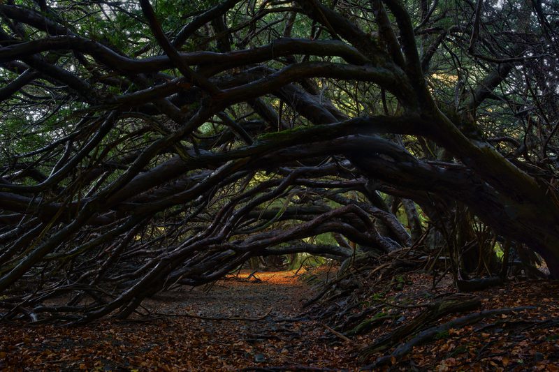 Dark forest tunnel formed by twisting branches arching overhead; a warm orange glow appears at the end among fallen leaves.