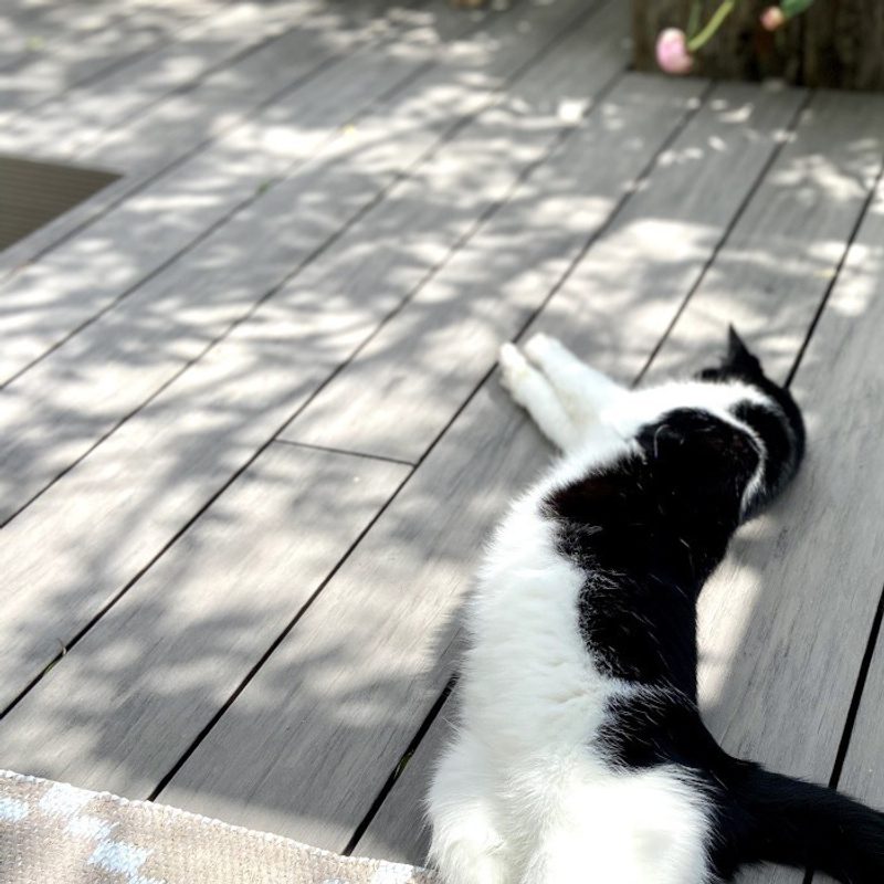 Black-and-white cat stretched out on a sun-dappled wooden deck, lying on its side.