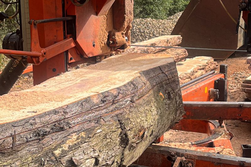 The Story of the Yew Tree: History, Symbolism & Beauty