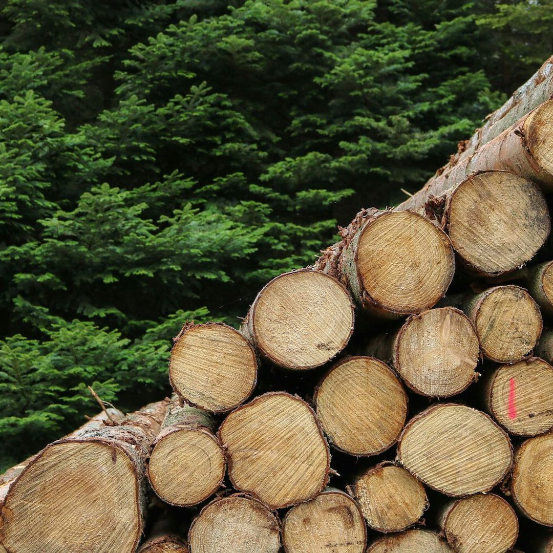 The Wood Manufacturing Process: From Forest To Finish