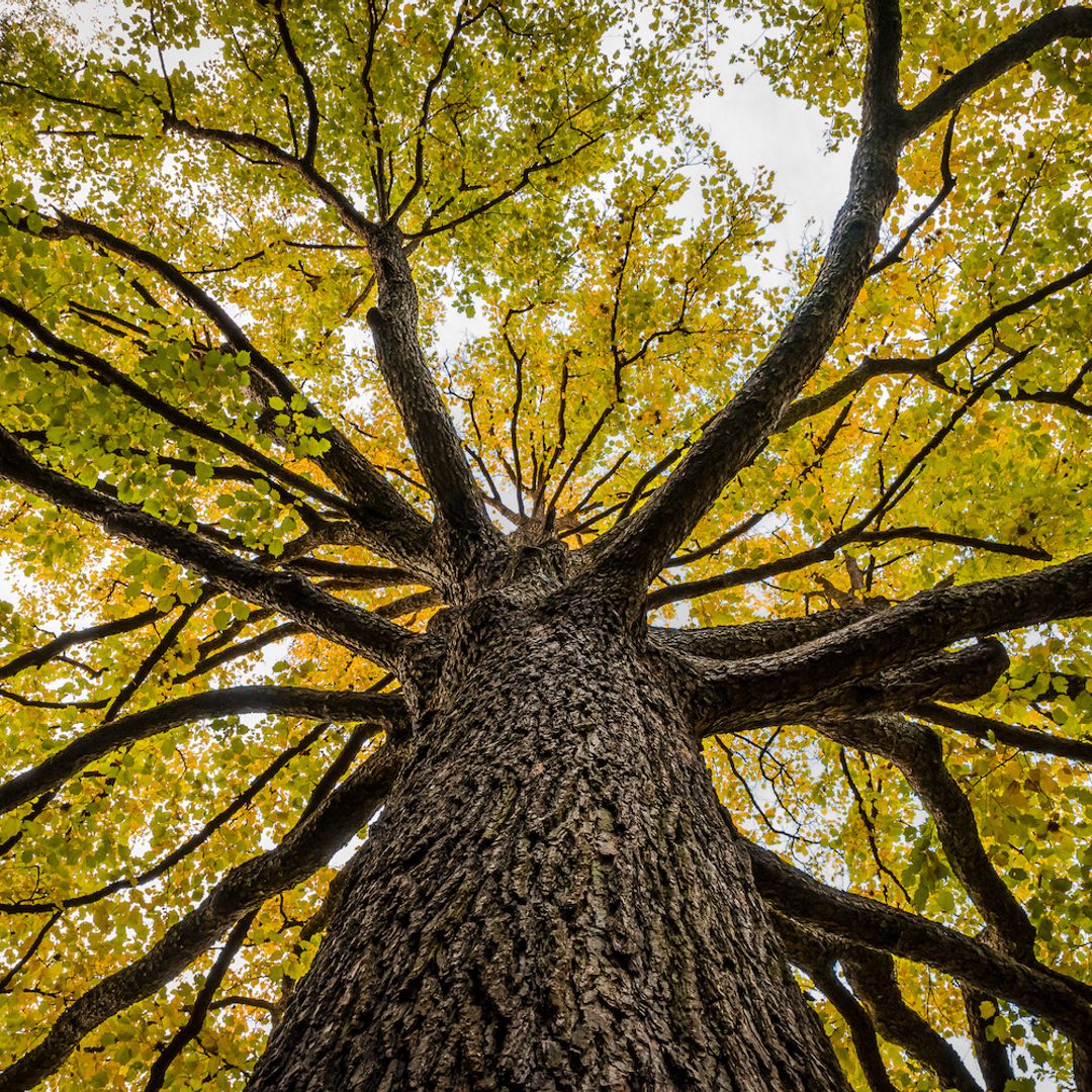 American Hardwoods: Tree Types, Species & Examples
