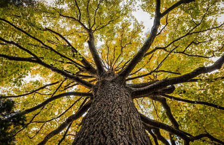 From ground level, the view up shows a tall tree with a rough trunk and wide, spreading branches covered in green-yellow leaves.