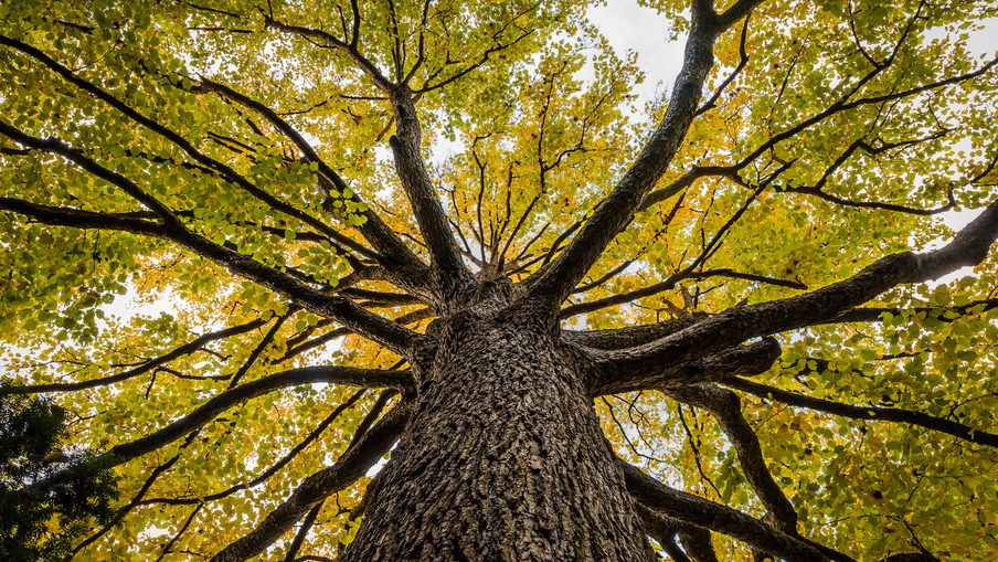 From ground level, the view up shows a tall tree with a rough trunk and wide, spreading branches covered in green-yellow leaves.