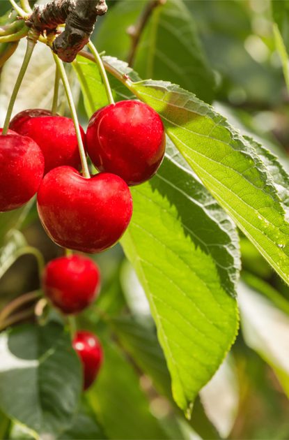 Bright red cherries hang from a branch among green serrated leaves, sunlit fruit with a blurred leafy background.