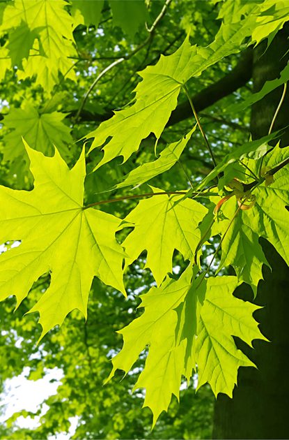Close-up of bright lime-green maple leaves, sunlit against a blurred forest background.