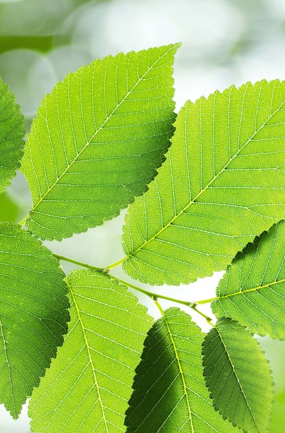 Close-up of vibrant green leaves with serrated edges and prominent veins, sunlit against a soft, blurred background.