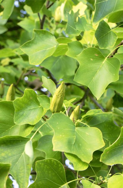 Close-up of vibrant green leaves on a sunlit tree, with a few pale yellow-green buds among the dense foliage.