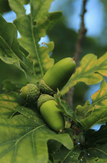 Close-up of green acorns on an oak branch with lobed leaves, against a blue sky.