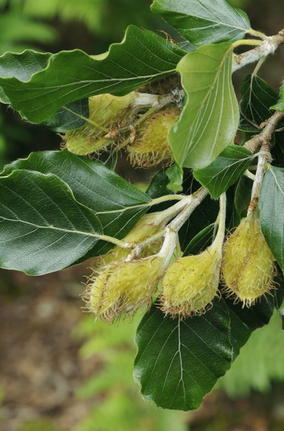 Close-up of a branch with glossy serrated green leaves and clusters of small, fuzzy yellow-green fruits hanging from pale stems.