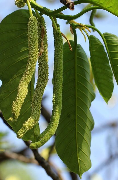 Three long green catkins hang from a branch among broad glossy leaves, with a blue sky in the background.