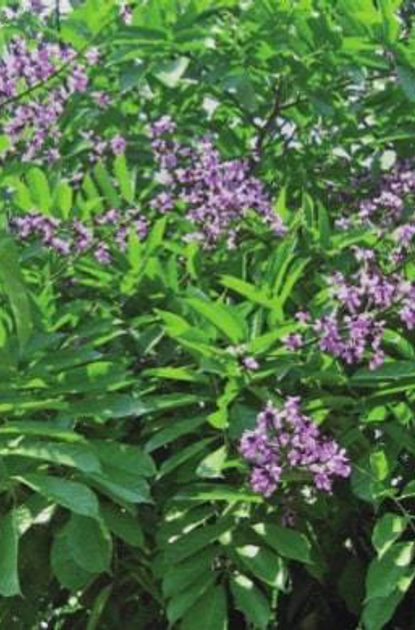 Dense green shrub with numerous purple flower clusters among glossy, elongated leaves, sunlit and lush.