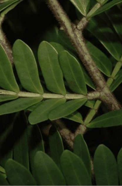 Close-up of green compound leaves with small oval leaflets along a central rachis, against a dark background.